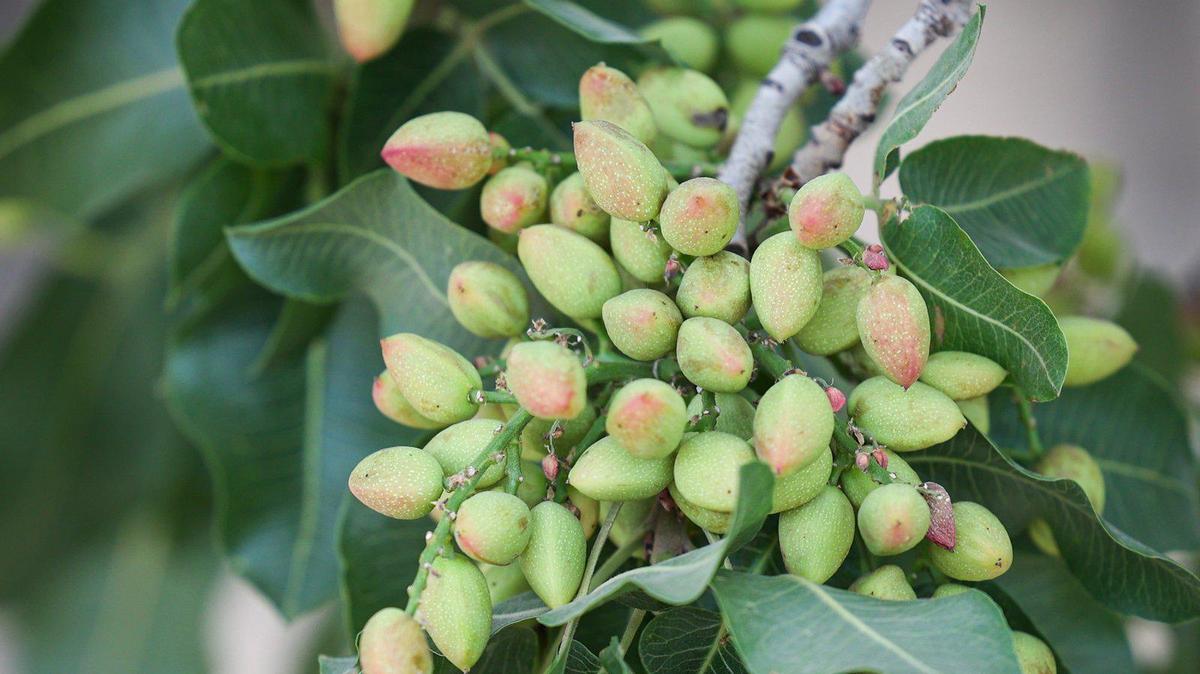 Pistachios grow on trees in the Cuyama Valley in California on June 22, 2022. Pistachios are a low-cal snack that are rich in potassium. 