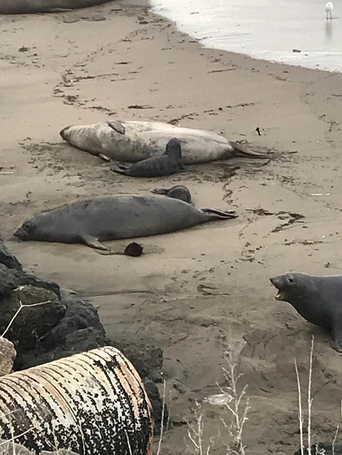 A mother elephant seal barks at her stranded pup, who was tossed onto the rocks by tsunami waves on Jan. 15, 2022. The pup eventually rejoined her on the beach.