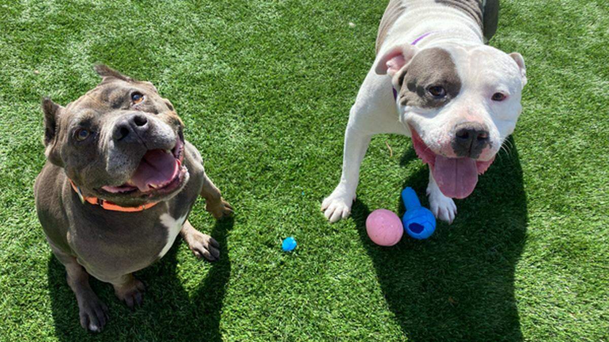 Blue, left, plays with another dog at the San Luis Obispo County Animal Services shelter. The 4-year-old pitbull is available for adoption at the San Luis Obispo County Animal Services shelter.