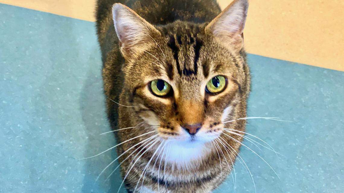 Patrick the gentle tabby cat is just waiting to be noticed. Help find him a forever home