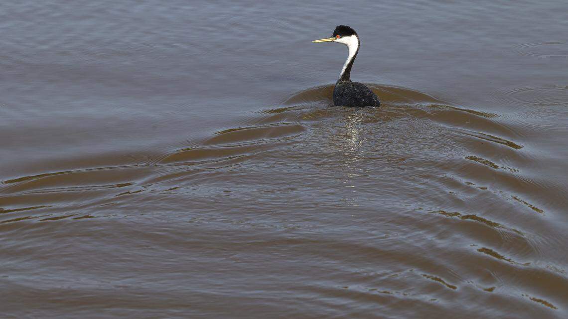 Western grebe swims in waters of Santa Margarita Lake. The Salinas Dam on Santa Margarita Lake was at almost 102% capacity on Jan. 9, 2026.