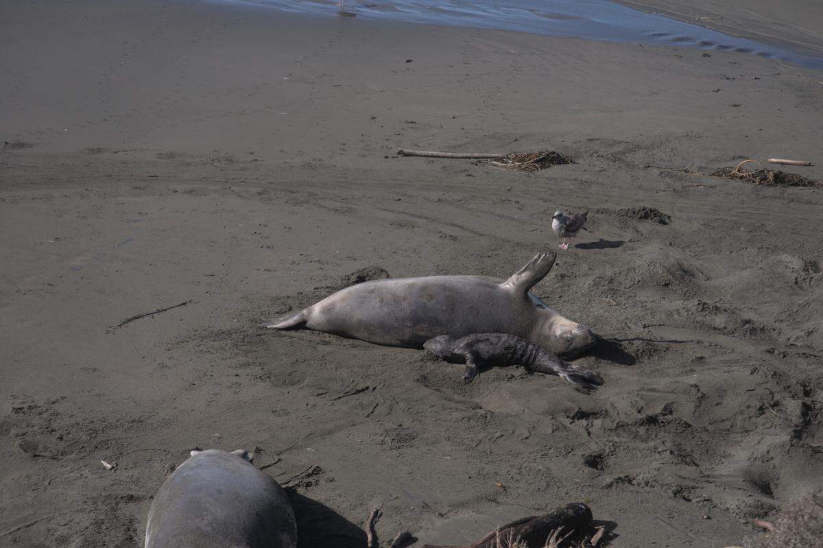 This mother elephant seal is a barrier between her pup and the waves.