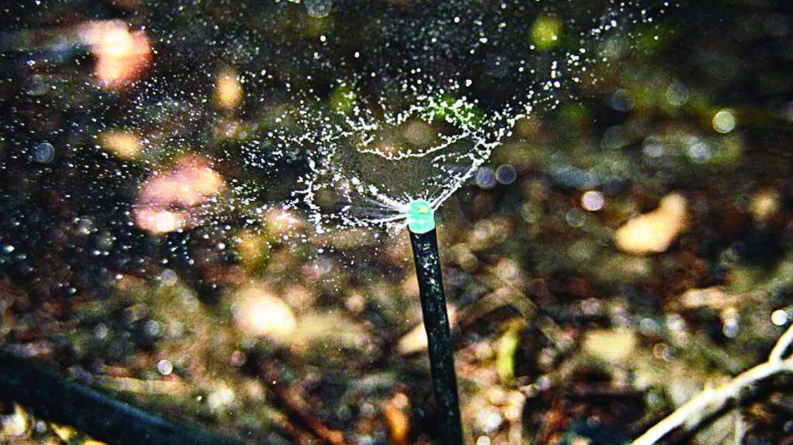 Micro sprinklers can be part of an effective watering system.