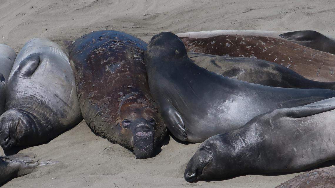 These fully mature bulls show the scars of past encounters in the deep as last year’s skin peels off in the annual molt.