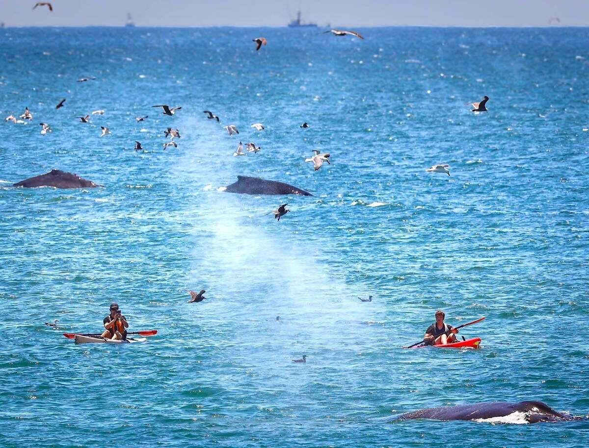 Humpback whales swam past a pair of kayakers on June 26, 2026.