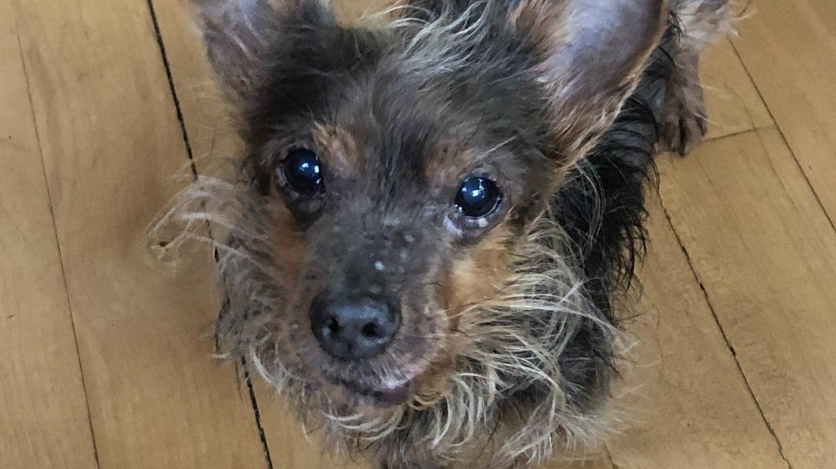 Tiny Gigi was scruffy, filthy and near death when Cambria resident Liz Bannon rescued her in mid-February. Now the dog is recovering and soon will be ready to be adopted.