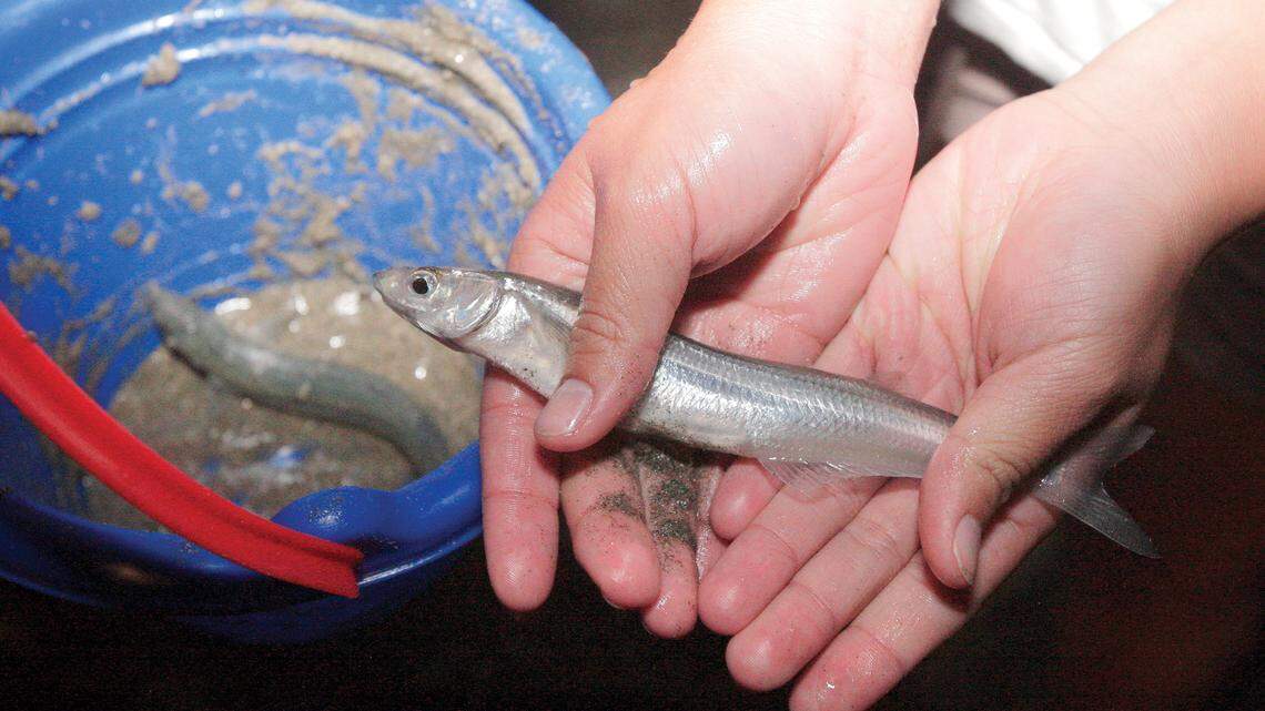 A hunter shows off a grunion that was caught at Cabrillo Beach in San Pedro in 2009. The fish are well-known for their interesting spawning behavior.