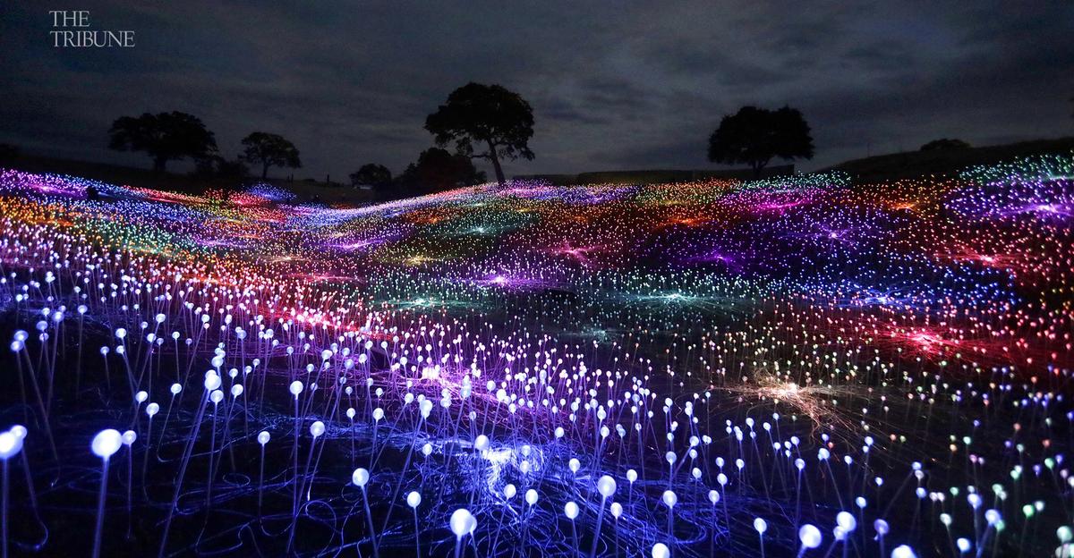 The Field of Light display at Sensorio in Paso Robles is an art display made up of nearly 60,000 solar-powered lights situated just off Highway 46 East.