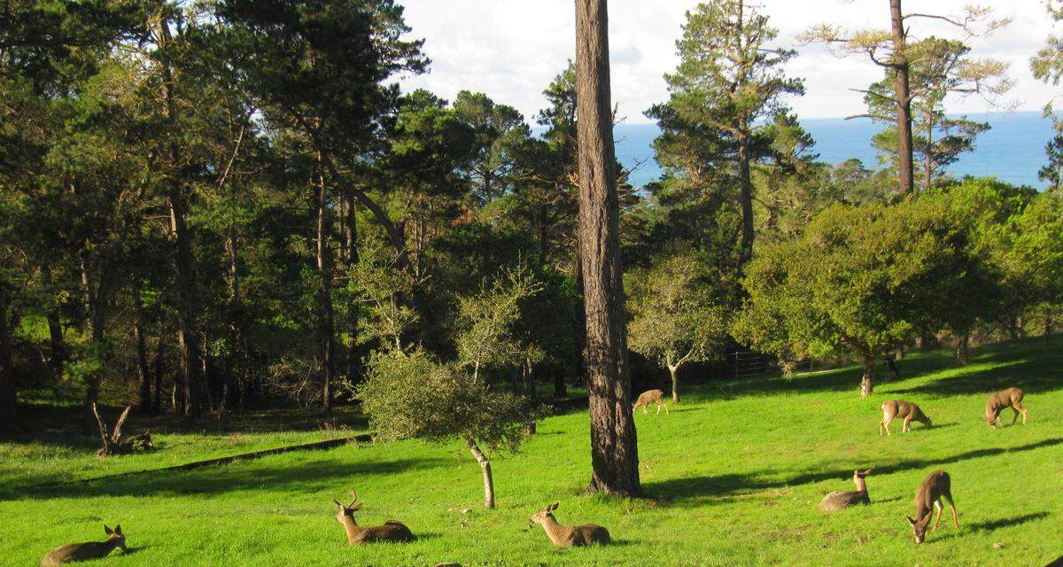 These deer don’t seem to be bothered by spring pollens being shed by the Cambria trees behind them, but many humans in the county are. This is prime seasonal allergy season, according to allergist Janet Kershaw-McLennan of Atascadero.