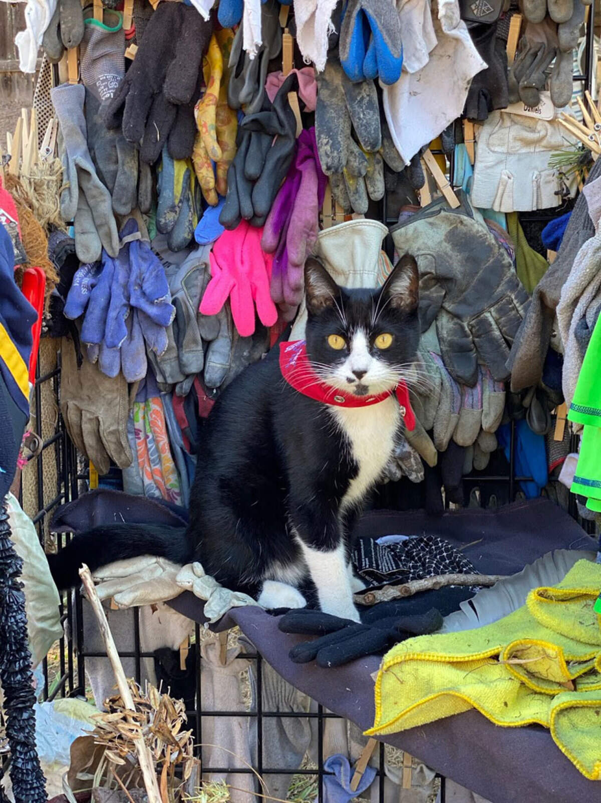 Juno the Klepto Kat has a thing for gloves.