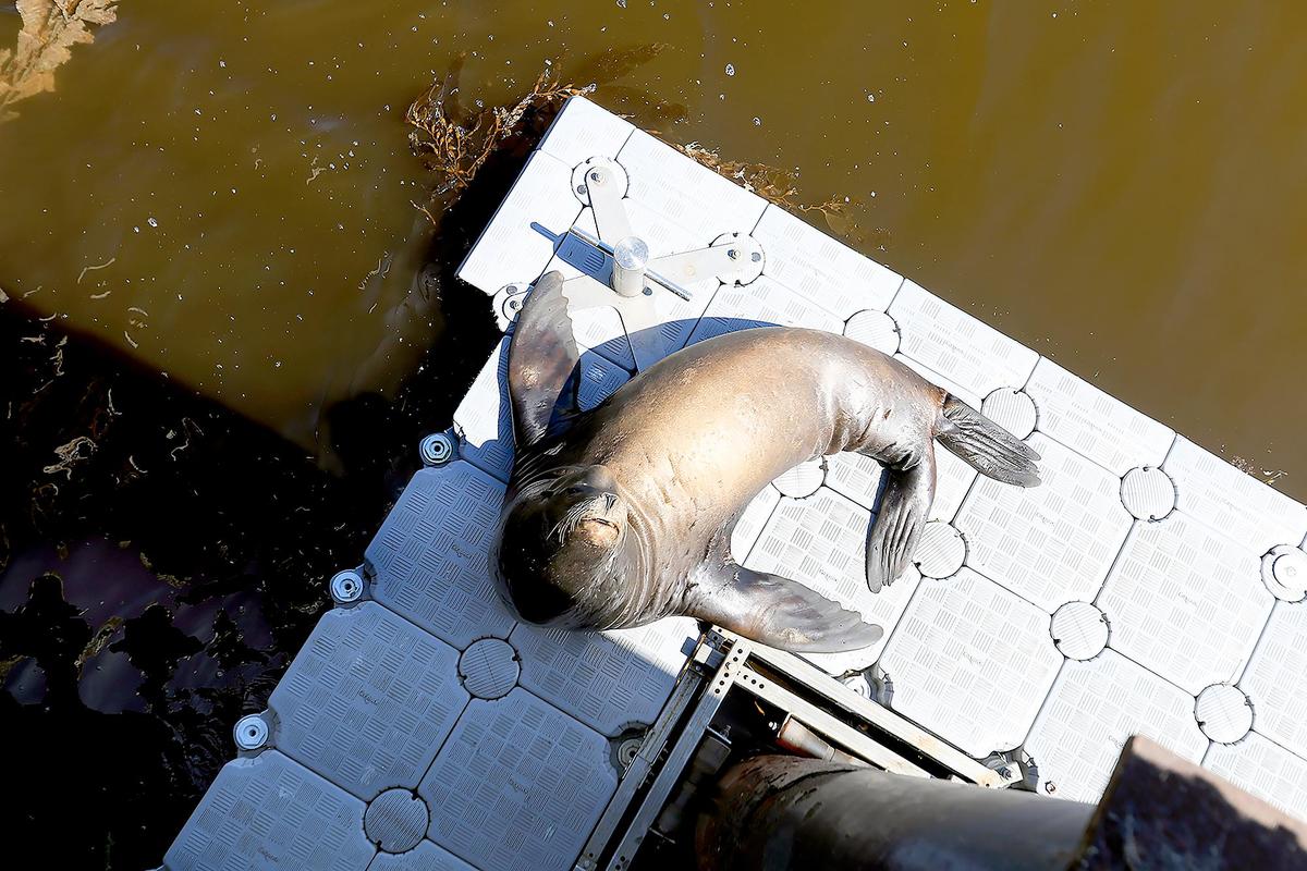 An algae bloom is turning the ocean a reddish, dark brown in Avila Harbor.