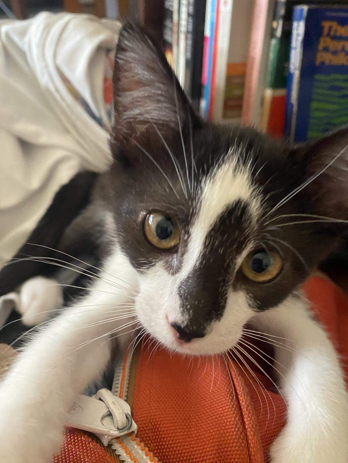 Billy Goat, a 14-week-old cat, is the pet of Tribune reporter Chloe Shrager. She loves cuddling, car rides and going to the beach on her leash.