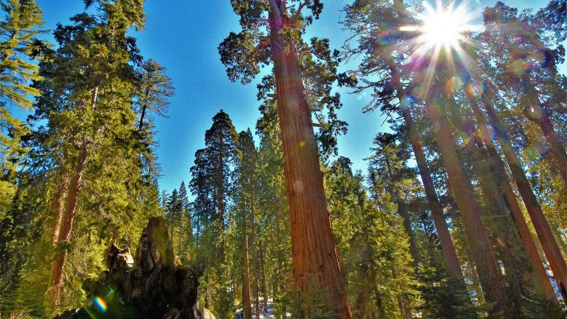 Sequoia trees have witnessed centuries of climate change. What has happened in 50 years?
