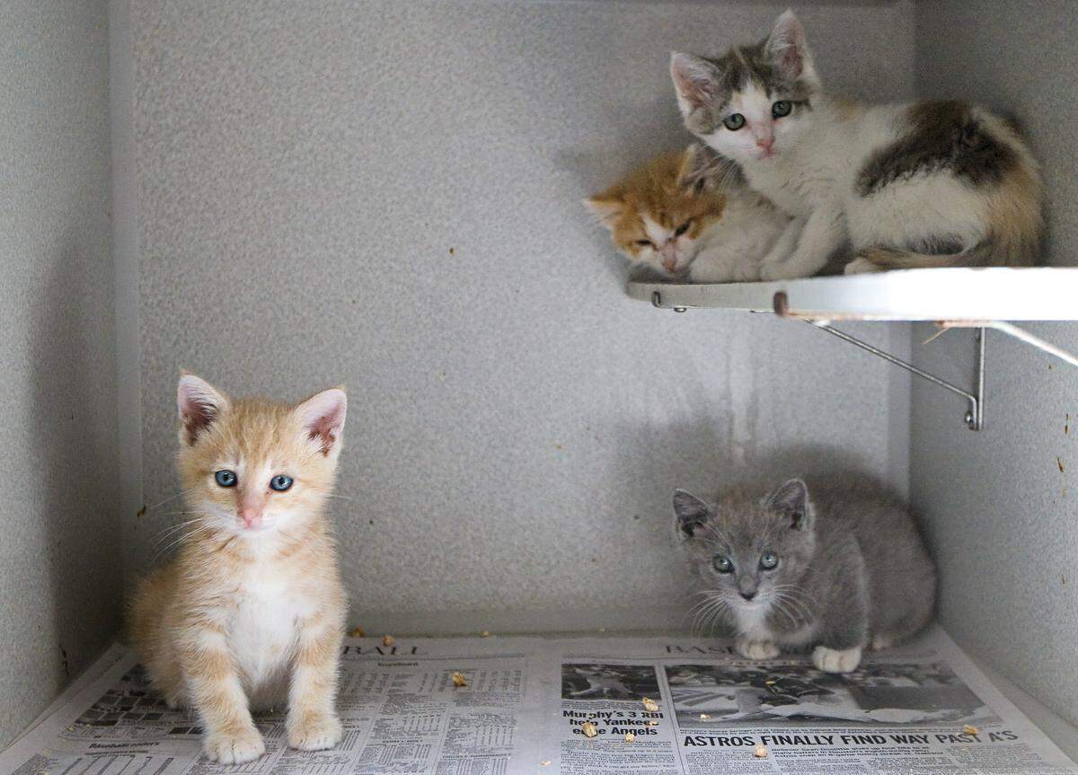 Kittens huddle together in a cage at the San Luis Obispo County animal shelter on Thursday, July 3.