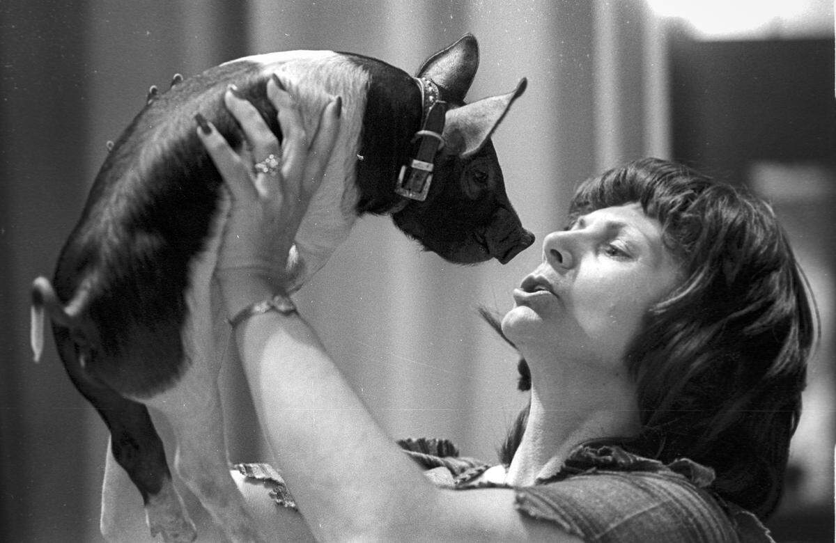 Norma Moye sings in the chorus in the Pioneer Players production of L'il Abner on July 7, 1978. The pig timed its squeals with the beat of the music according to the caption.