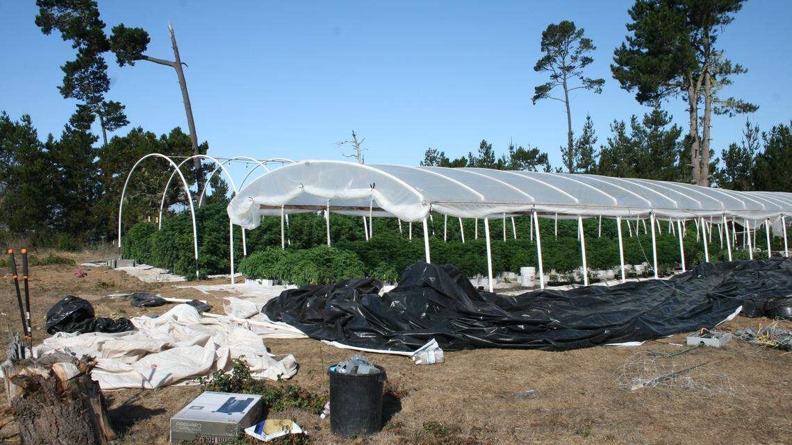 California could crack down on illegal marijuana landlords, advertisers under proposed law