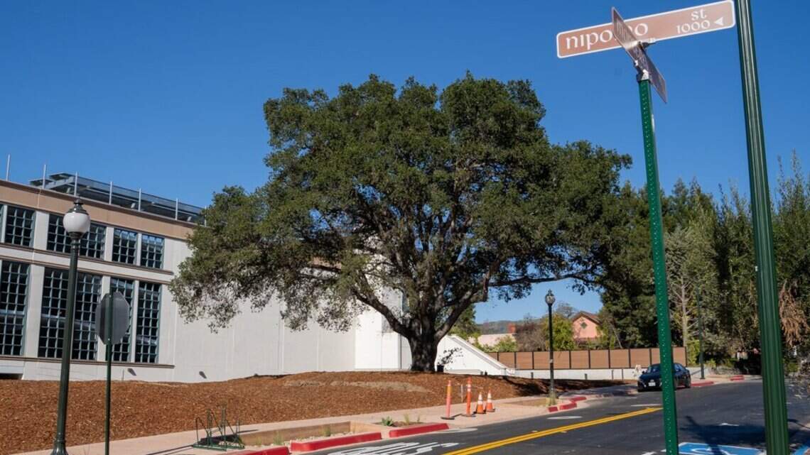 Don’t blame SLO REP for loss of downtown oak tree | Opinion