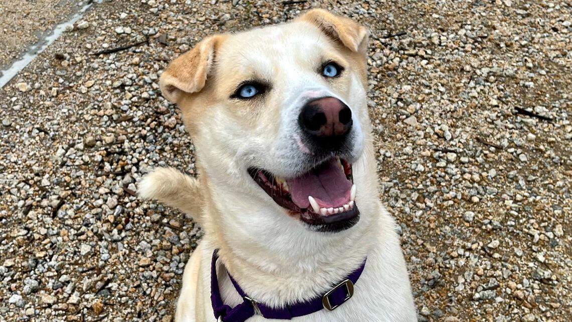 Callie the cheerful husky mix longs for a new home. Here’s how you can help