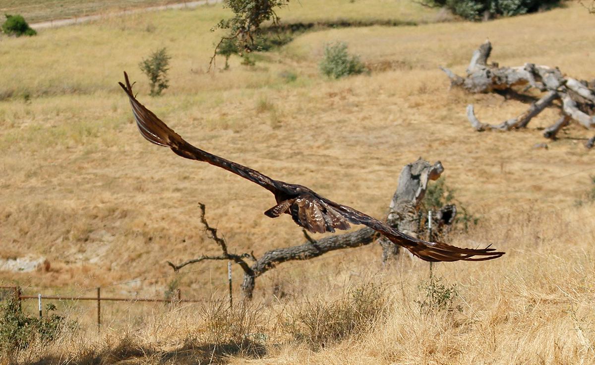 Pacific Wildlife Care released a rehabilitated golden eagle into the wild at Santa Margarita Ranch on Thursday, Aug. 29, 2024.