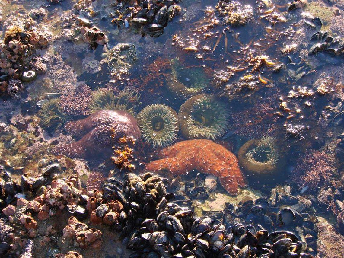 Tidepools at Diablo Cove are filled with sea life, including mussels, sea anemones, sea stars and other organisms.