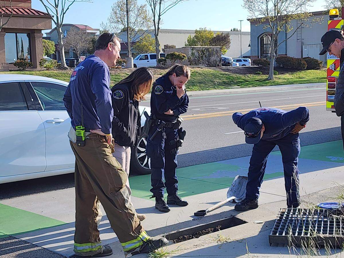 Paso Robles firefighters and police officers devise a rescue operation for 13 ducklings who fell into a storm drain at Niblick and Creston roads on April 13, 2023.