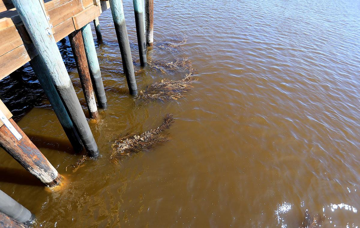 An algae bloom is turning the ocean a reddish, dark brown in Avila Harbor.