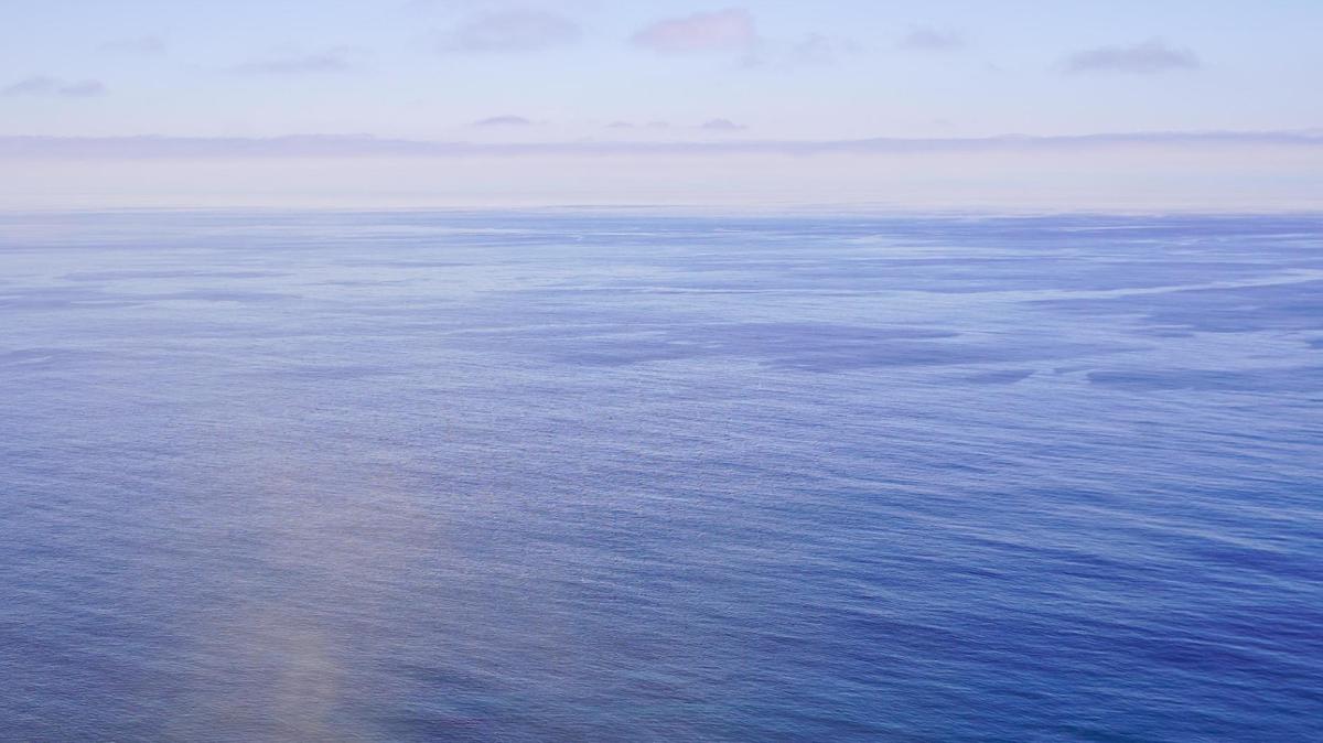 Boaters spotted a sea creature and its mama off the coast of California.