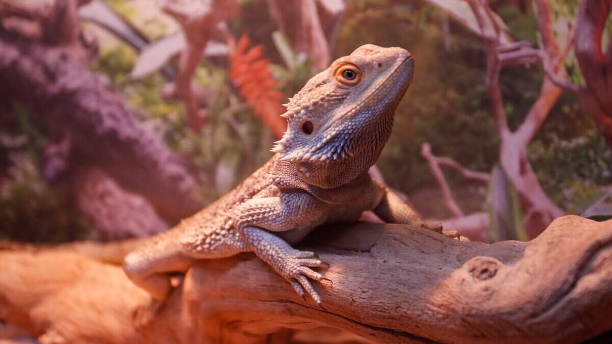 A bearded dragon suns itself in its enclosure at BK's Reptiles and Zoo on Friday, June 12, 2026. BK's opened in Grover Beach in May, carrying reptile products and offering zoo tours.