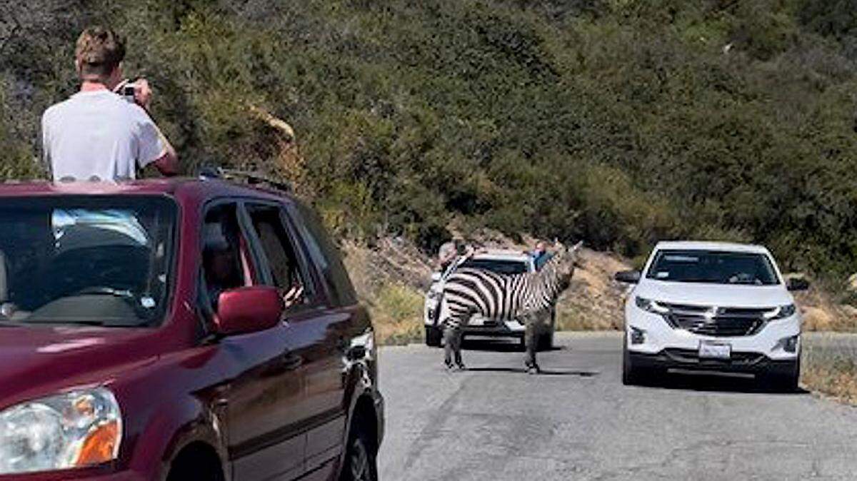 Motorists and cyclist Marcos Chavez observe a zebra on West Camino Cielo in the mountains above Santa Barbara.