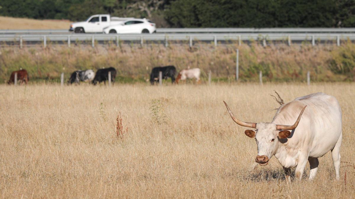 The longhorn cattle seen west of Highway 101 near Santa Margarita are an echo of the original herds of Mission cattle herds that roamed the hills in the late 1700s. The owner keeps them to graze down the grass and live out their days on the oak covered hillsides.