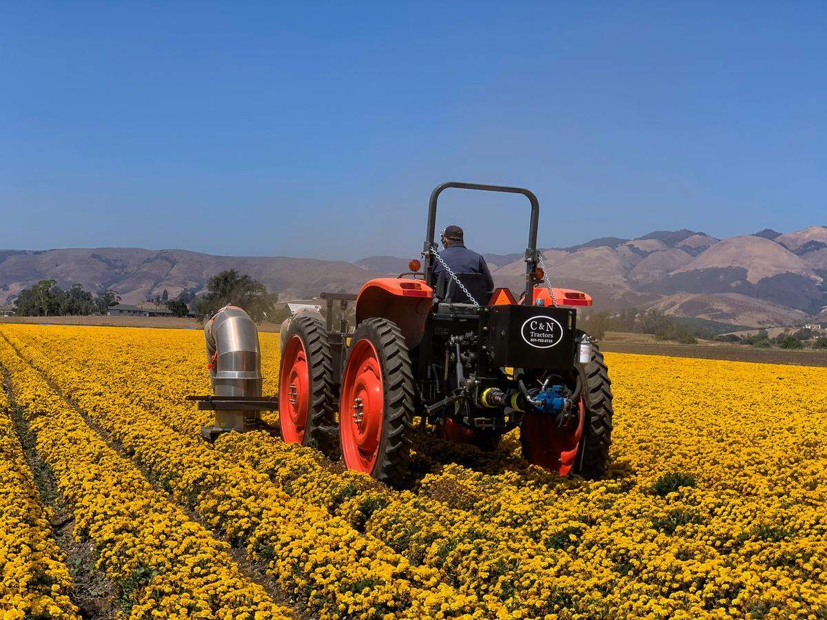 A farmer on Orcutt Road near Biddle Ranch Road uses a special attachment on his tractor Wednesday to harvest seeds from marigold flowers four rows at a time.