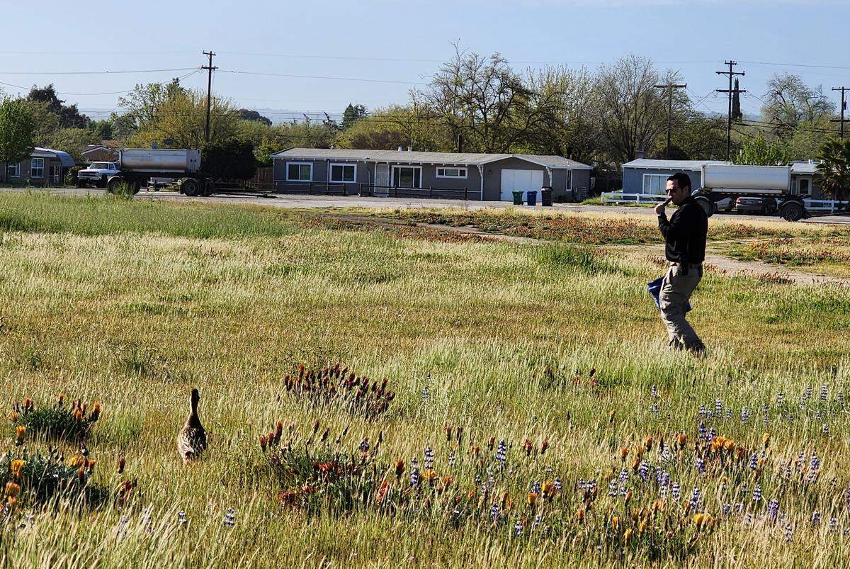 Paso Robles Police Sgt. Steve Boyett uses his skills as an expert duck caller to lure the mama duck toward where her ducklings were stuck in a storm drain during a rescue operation on April 13, 2023.