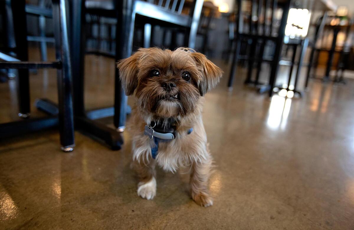 Yorkie-shitzu Chewie is the unofficial mascot at Junction restaurant, located at 710 Pine St. in Paso Robles.