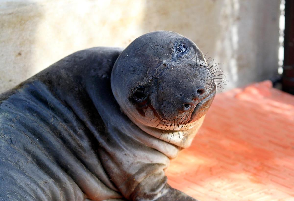 The seal pup named “Pogo” gives the photographer a poignant look. Central Coast sea lions fought a surge of domoic acid poisoning last summer. From August to September, the Marine Mammal Center in Morro Bay responded to 200 sea lions with domoic acid poisoning.
