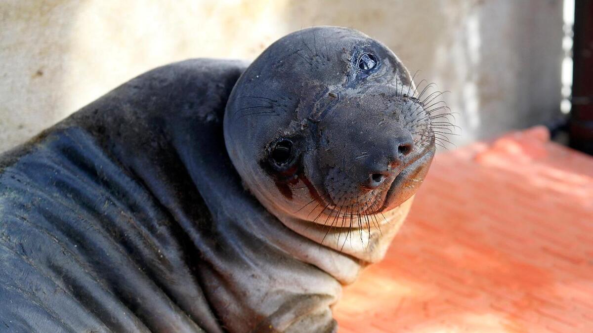 The seal pup named “Pogo” gives the photographer a poignant look. Central Coast sea lions fought a surge of domoic acid poisoning last summer. From August to September, the Marine Mammal Center in Morro Bay responded to 200 sea lions with domoic acid poisoning.