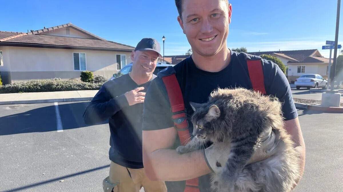 A gray cat contemplates its next move while being held by Firefighter Jackson Wopat after he rescued the feline from the engine compartment of a vehicle in Vandenberg Village.