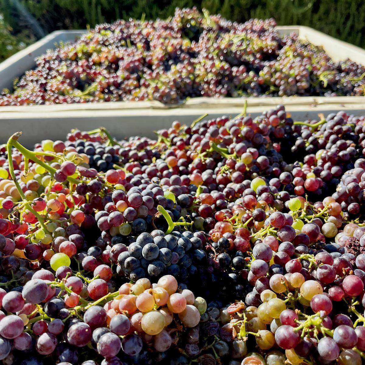 Grenache grapes are loaded into bins at Tablas Creek Vineyard in Paso Robles during the 2025 harvest.