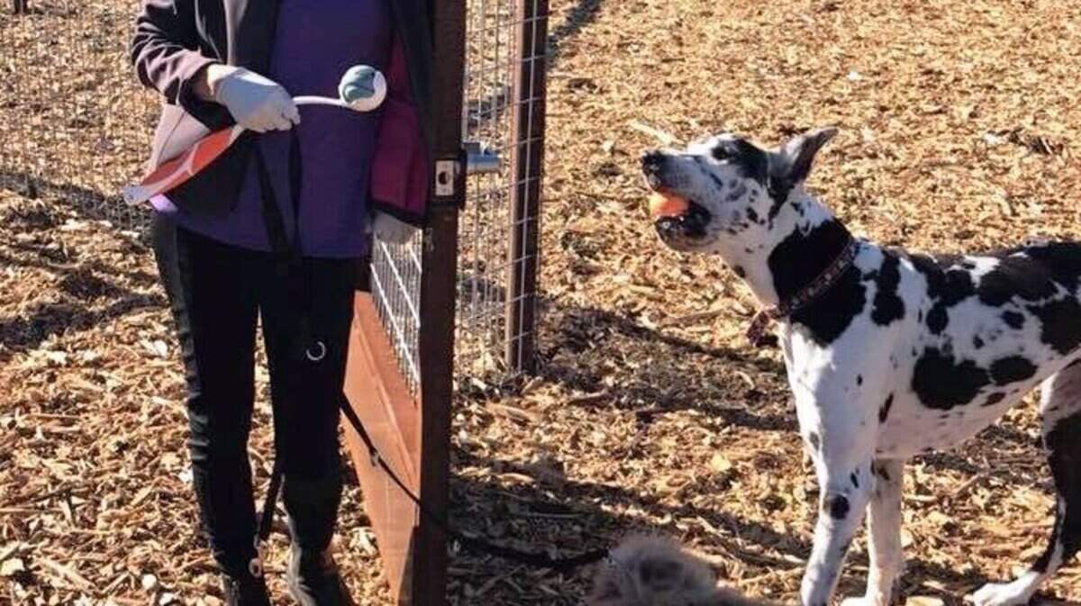 Elaine Horn of Cambria visits the new dog park with her great Dane and Australian shepherd in 2017.