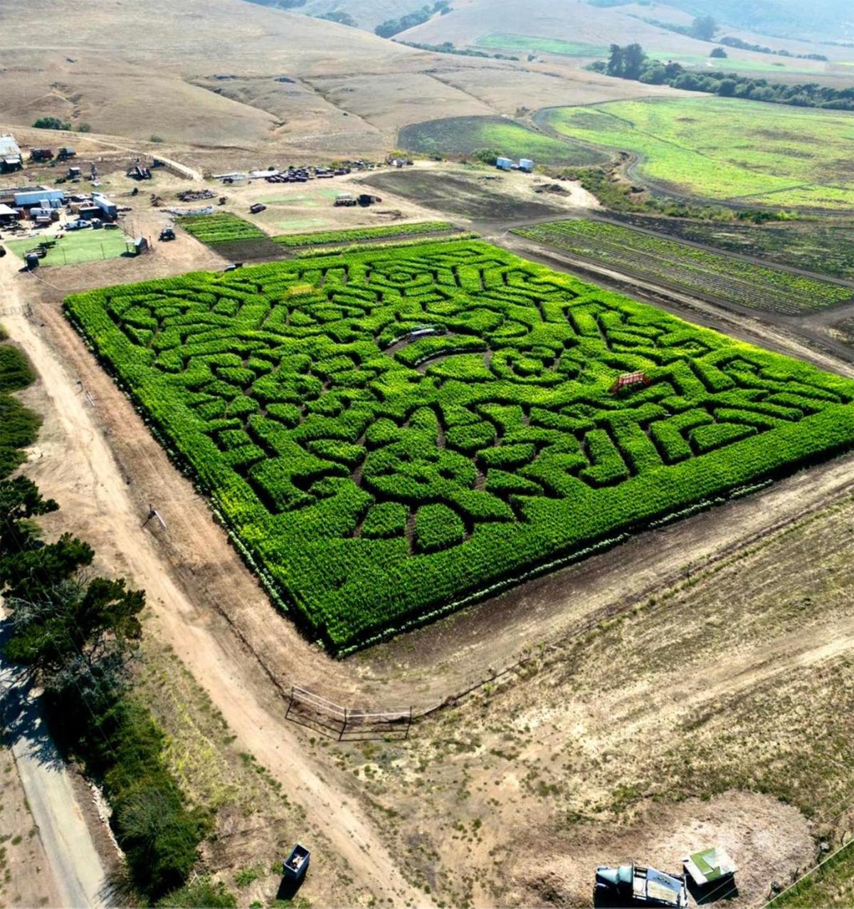This is an aerial view of the corn maze at Brookshire Farms located on Los Osos Valley Road the edge of San Luis Obispo city limits. Brookshire Farm sells pumpkins, and a harvest of gourds, squash, fruits and vegetables. The farm sports a 3.8 acre corn maze with 3 miles of trails, play areas for children, hay rides, a go-kart track, bounce pads, games and much, much more.