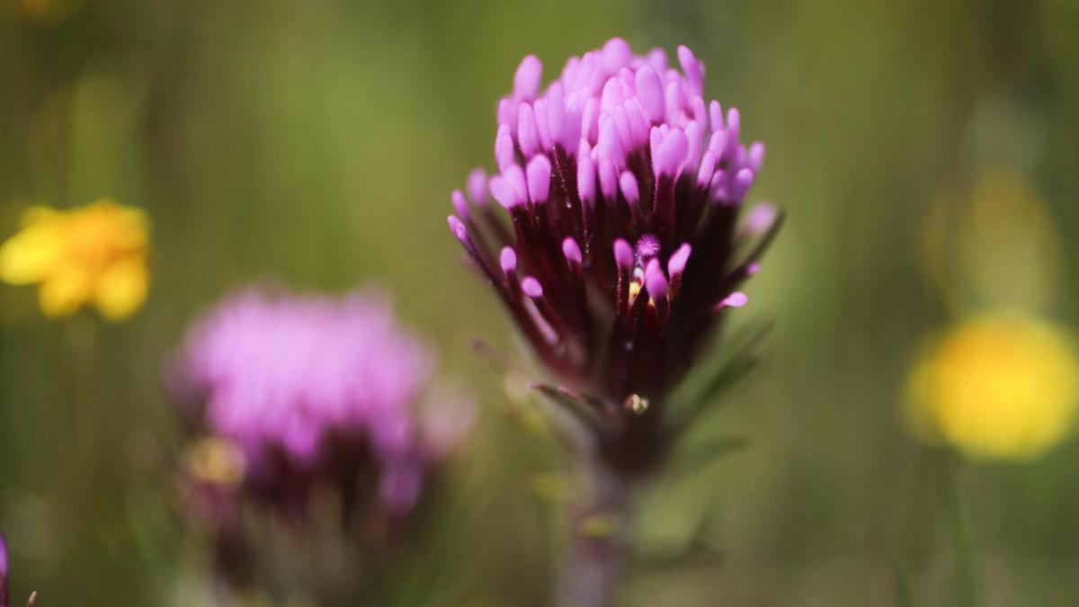 Purple owl’s clover blooms near Shell Creek Road on April 3, 2024.
