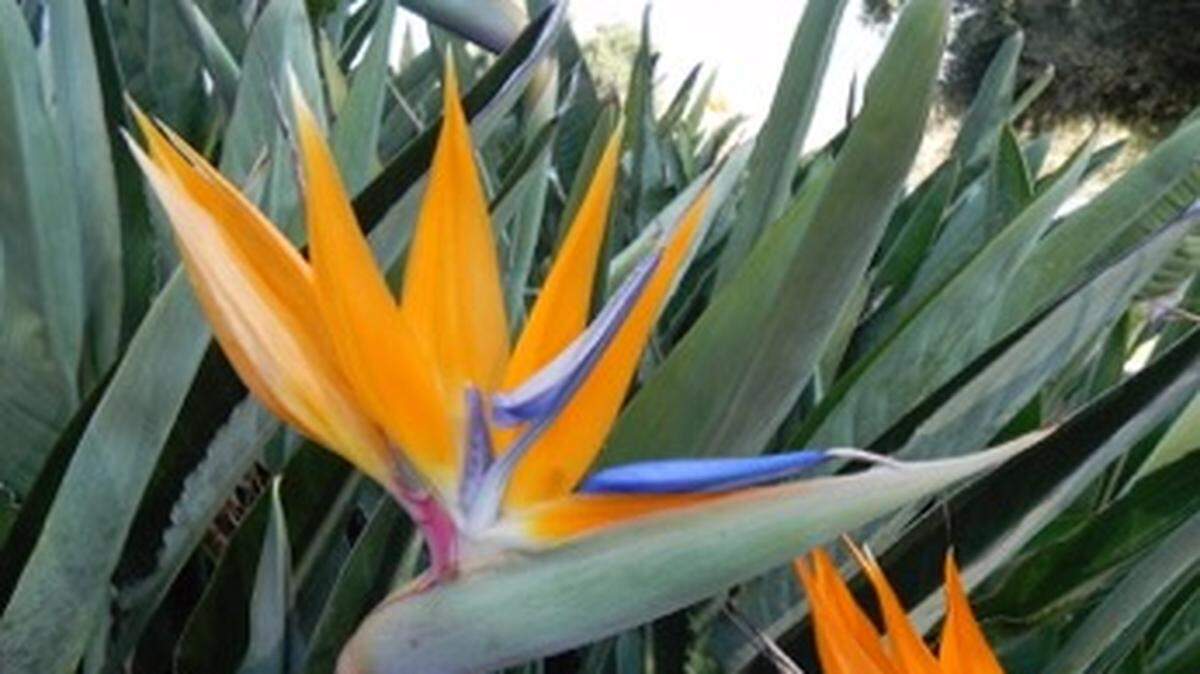 The Bird of Paradise flower (Strelitzia retinae) blooms in early spring through fall. The exotic plant is long-lived and needs little care other than removing shriveled blooms.