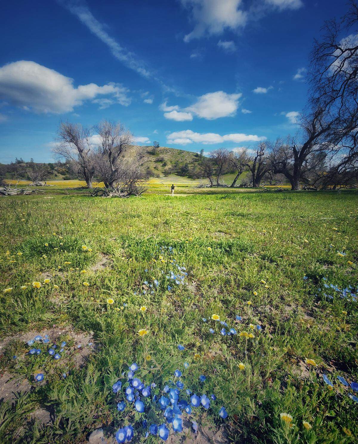 Jamie Hanley of Pismo Beach took this photo of the wildflowers at Shell Creek Road off Highway 58 near Santa Margarita.