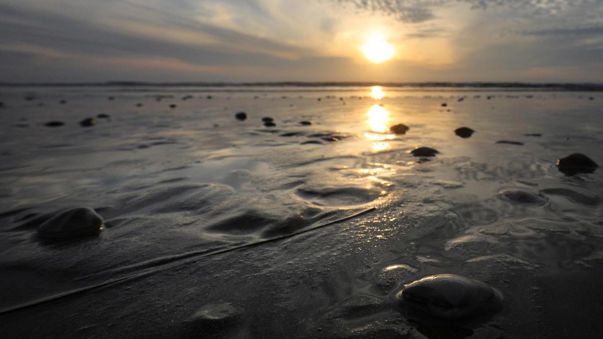 Extreme low tides revealed Pismo clams in large numbers at Pismo Beach on the evening of Nov. 18, 2021.