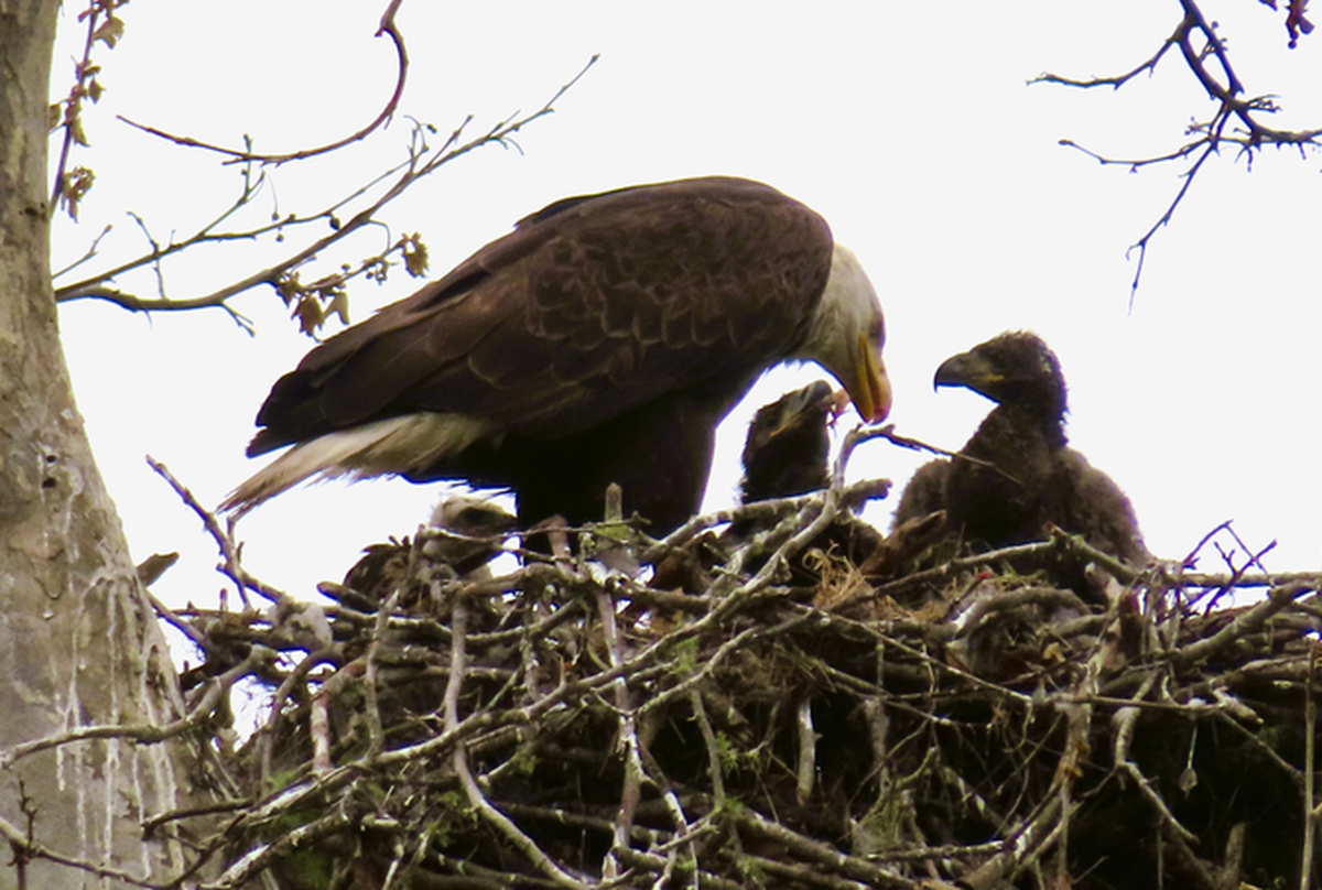 A baby red-tailed hawk chick that was plucked by bald eagle parents and taken back to their nest is fed alongside two eaglets on May 23, 2024 in San Simeon. “To think that it started out as a breakfast delivery,” Franciscovish said. “I guess they just decided to feed it rather than eat it.”