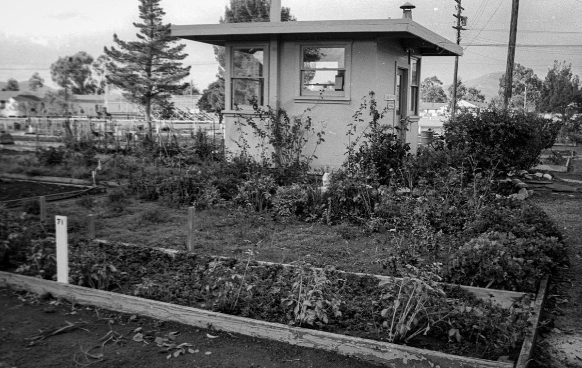 A few inmates have individual garden plots where they can grow vegetables and flowers. Each square boarded area is allotted to one inmate. California Mens Colony West facility tour on Dec. 2, 1970.