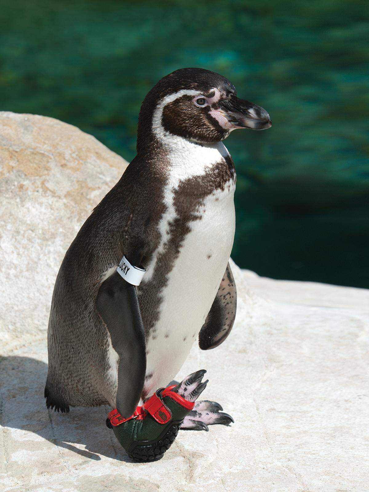 Lucky shown wearing one of his high-tech shoes designed by Teva, which allow him to walk, swim, and be a part of the Santa Barbara Zoo’s penguin colony.