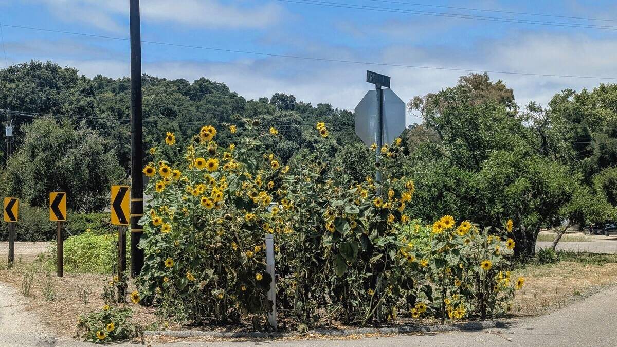 Sunflowers bloom on a small, triangular city-owned parcel at the curve where Ardilla Road meets Portola Road in Atascadero. The annual display has become a familiar sight for drivers each summer.