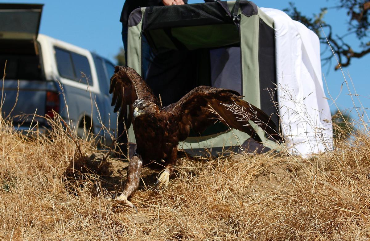 Pacific Wildlife Care released a rehabilitated golden eagle into the wild at Santa Margarita Ranch on Thursday, Aug. 29, 2024.