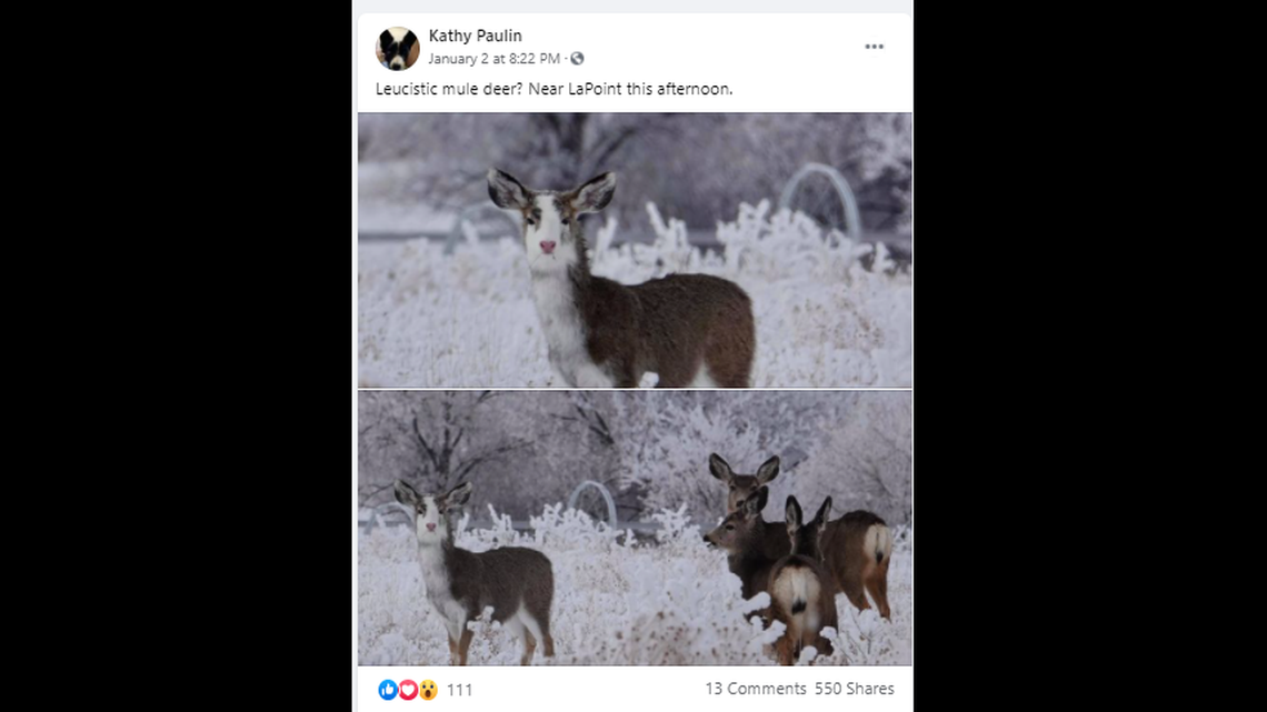 This is Kathy Paulin’s Jan 2 Facebook post showing the rare deer and its friends.