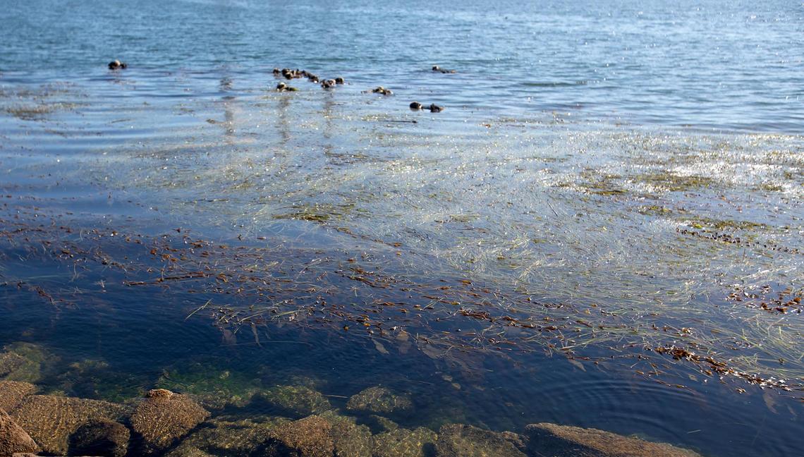 Sea otters rest in a kelp bed in the Morro Bay Harbor near Morro Rock. The U.S. Fish and Wildlife Service found that southern sea otters remain a threatened species.